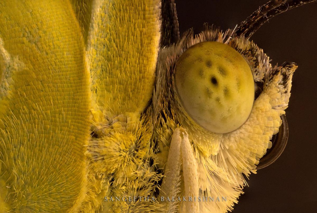 Image of Yellow, Close-up, Macro photography, Eye, Insect etc.