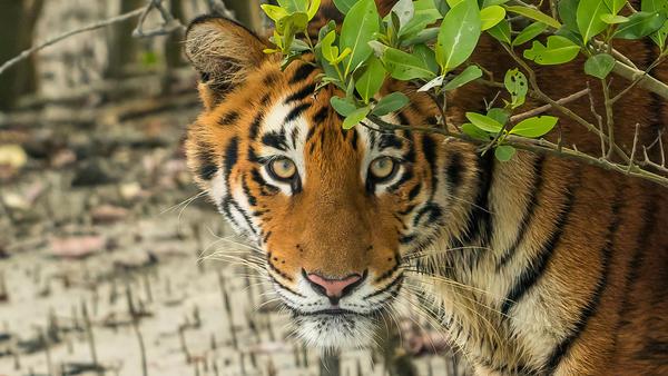 Image of Organism, Tiger, Bengal tiger, Siberian tiger, Felidae, Plant etc.