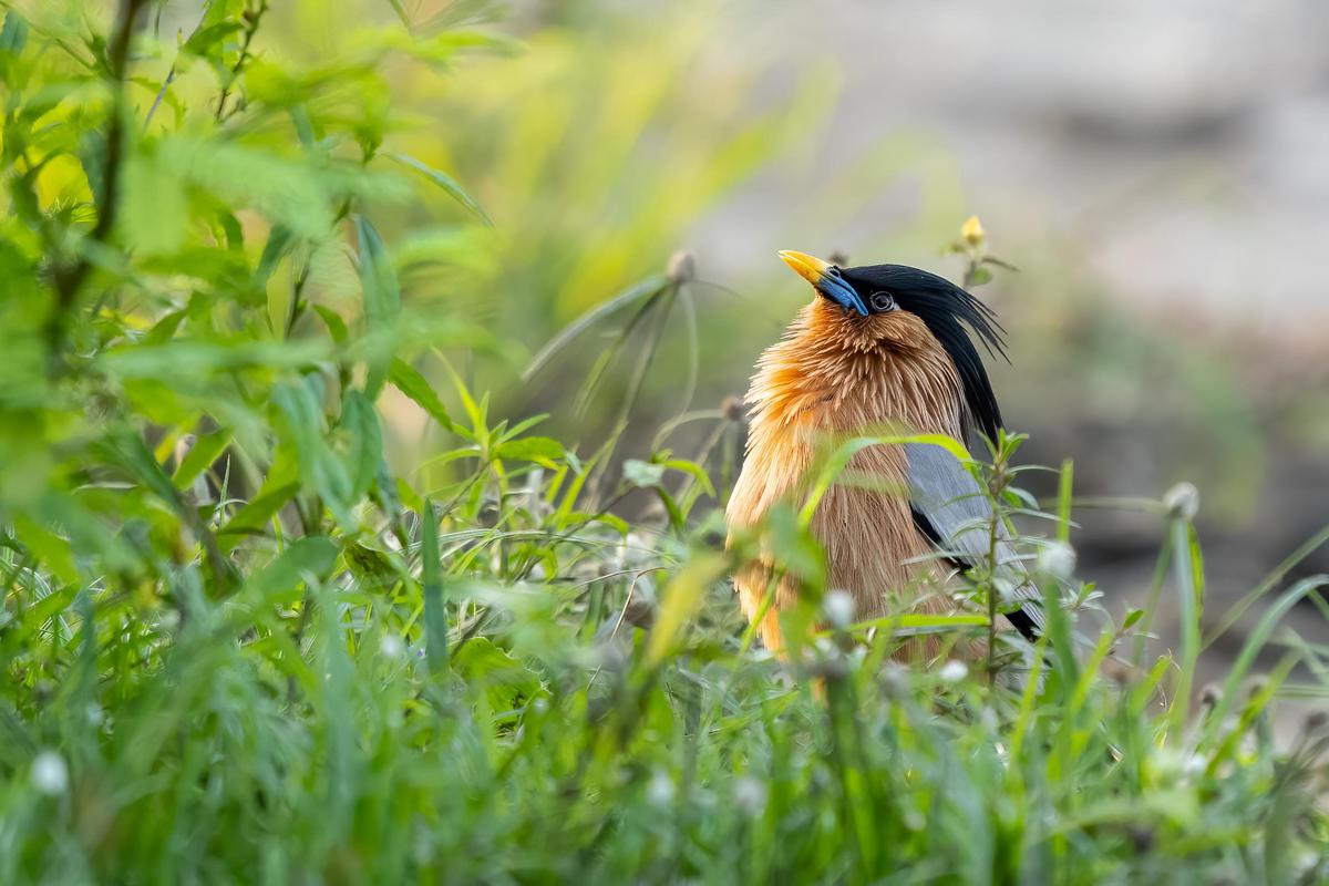 Image of Plant, Bird, Beak, Grass, People in nature, Feather etc.