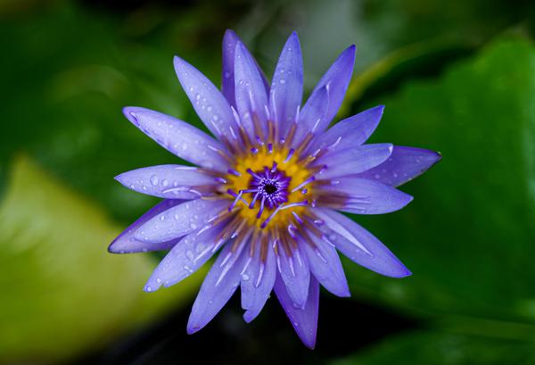 Image of Plant, Flower, Botany, Flowering plant, Petal, Aquatic plant etc.