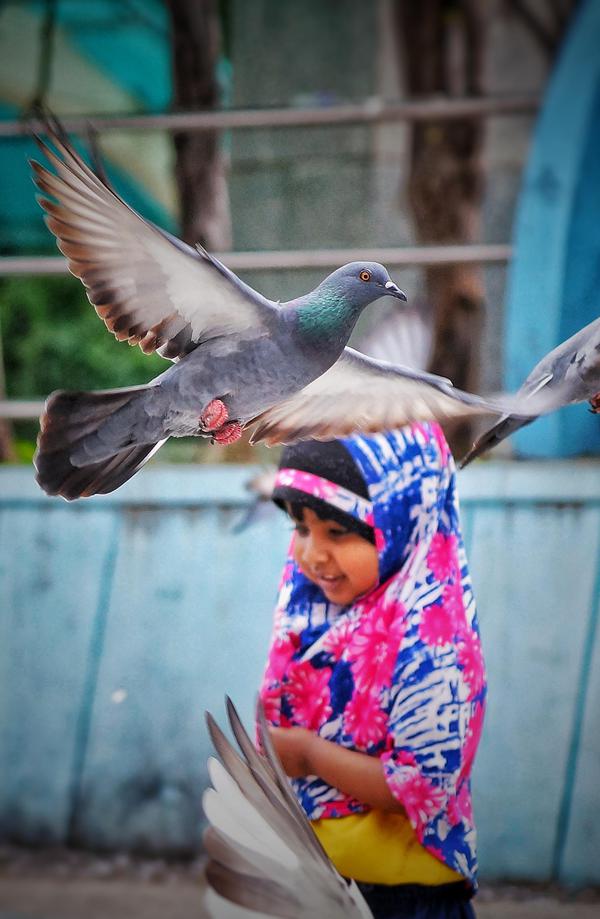 Image of Water, Bird, Beak, Pigeons and doves etc.