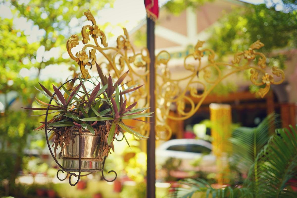 Image of Plant, Flower, Botany, Leaf etc.