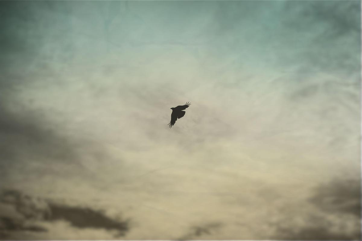 Image of Sky, Cloud, Wing, Atmosphere etc.