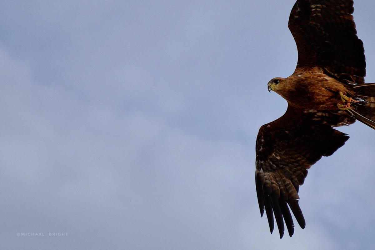 Image of Bird, Beak, Eagle, Bird of prey, Accipitriformes, Accipitridae etc.