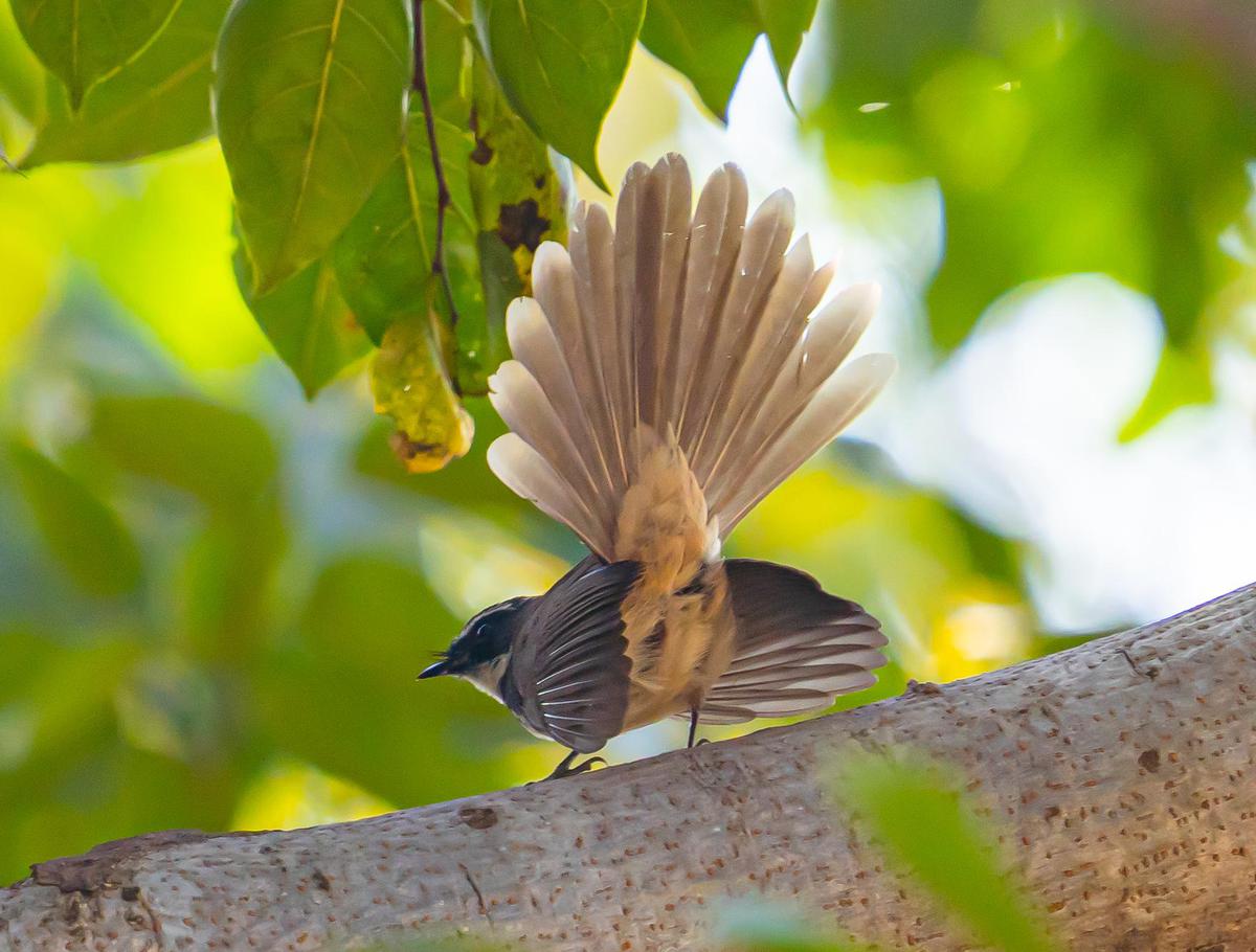 Image of Green, Adaptation, Organism, Bird, Beak, Wing etc.