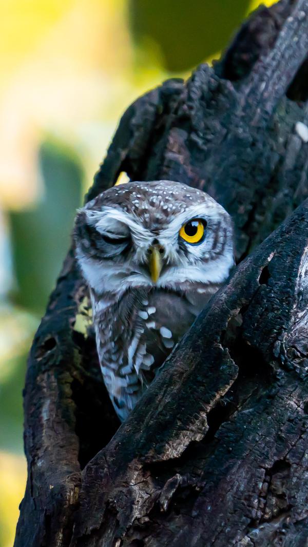 Image of Nature, Branch, Green, Vegetation, Organism, Bird etc.