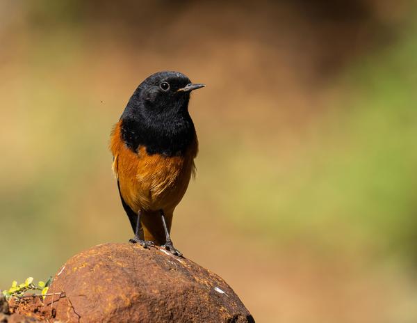 Image of Adaptation, Organism, Vertebrate, Bird, Beak etc.
