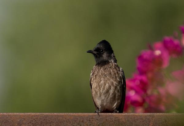 Image of Green, Purple, Organism, Bird, Beak, Neck etc.