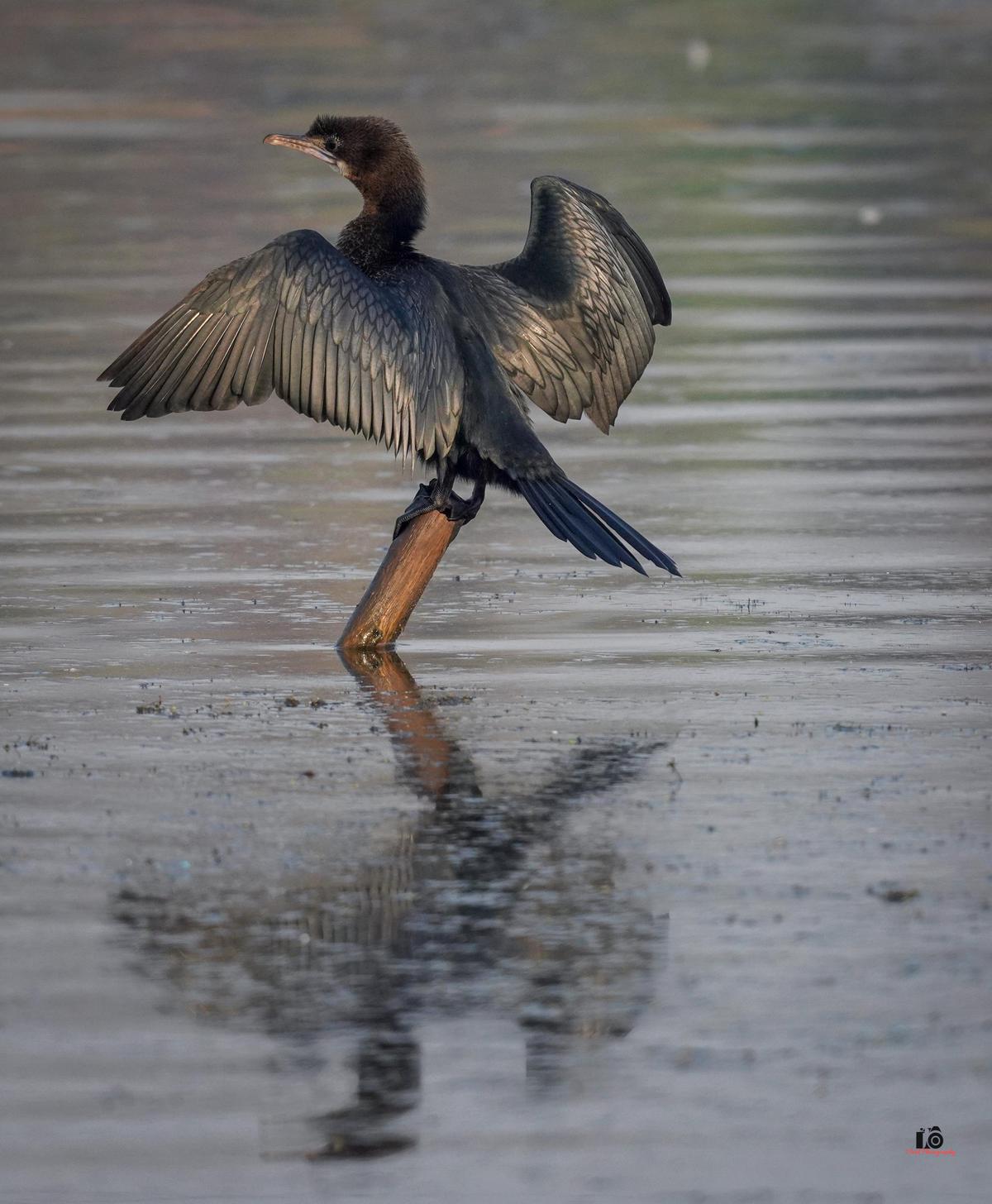 Image of Water, Bird, Beak, Feather, Liquid, Fluid etc.
