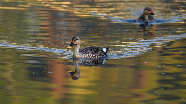 Image of Water, Vertebrate, Bird, Beak, Waterfowl, Ducks, geese and swans etc.