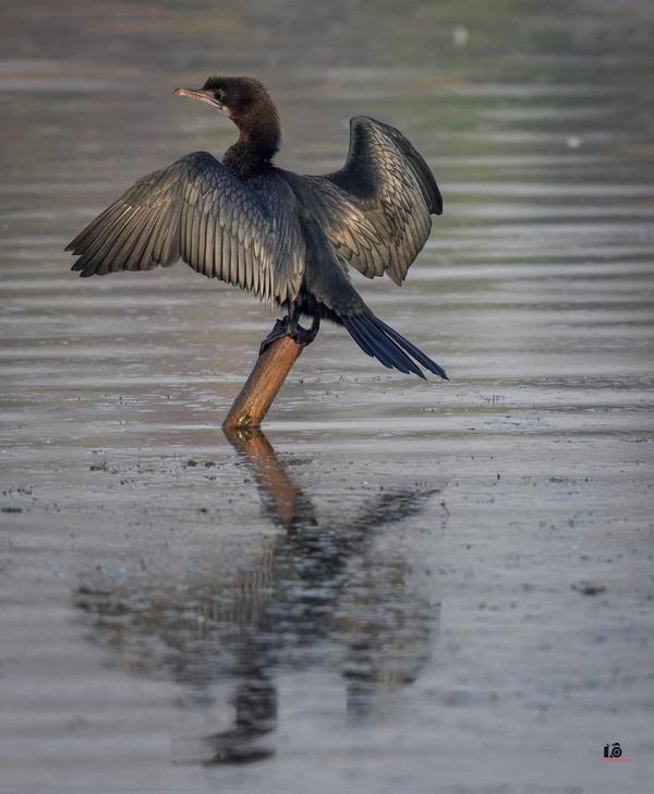 Image of Water, Bird, Beak, Feather, Liquid, Fluid etc.