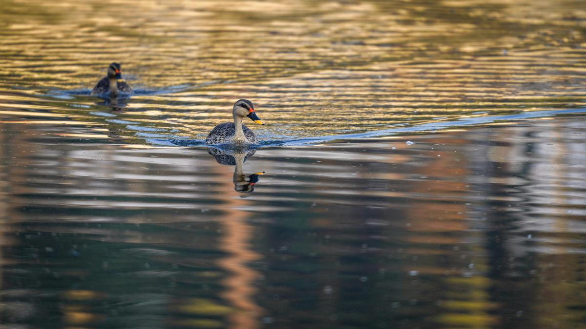 Image of Nature, Water, Bird, Beak, Waterfowl, Sunlight etc.