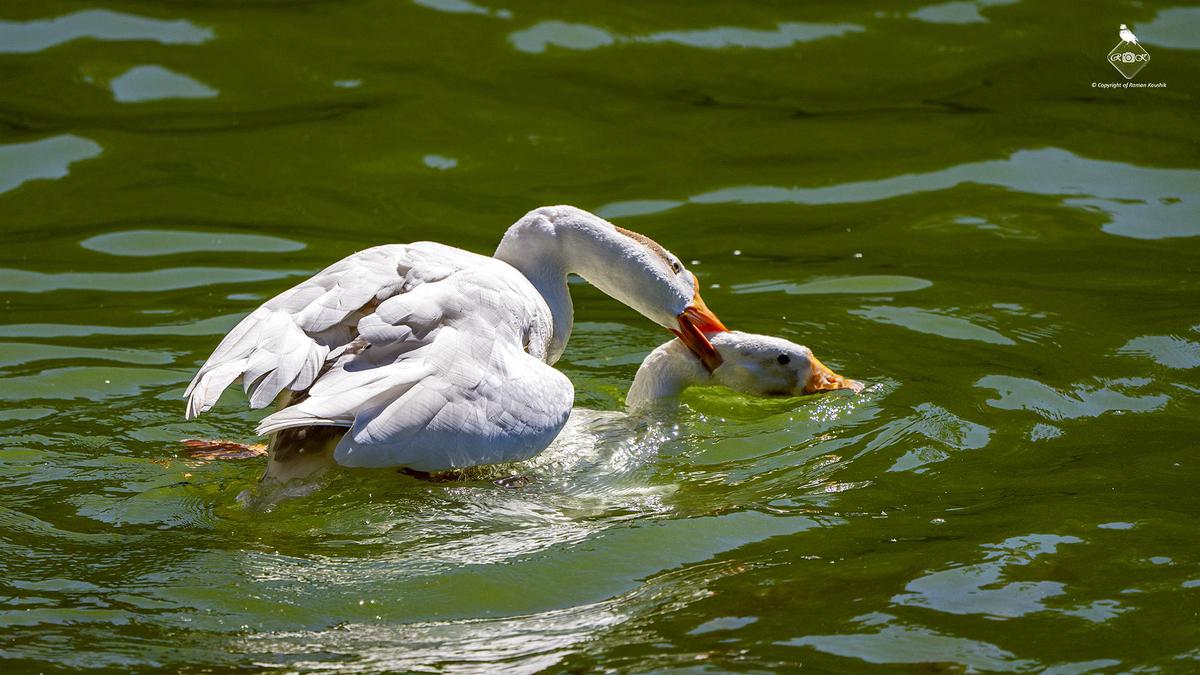 Image of Nature, Water, Vertebrate, Plant, Bird, Ducks, geese and swans etc.