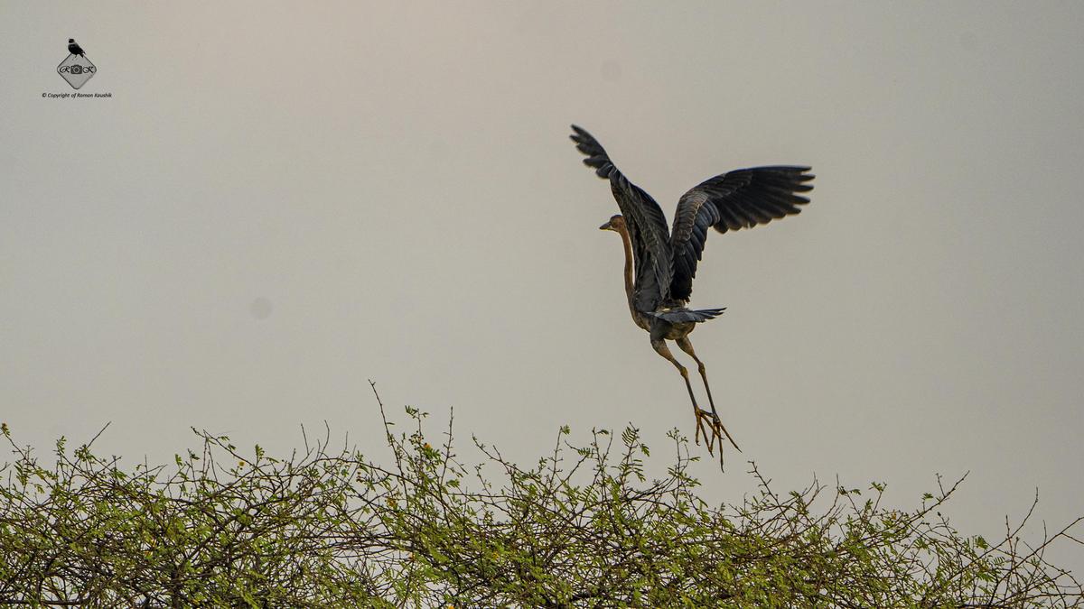 Image of Sky, Bird, Beak, Feather etc.
