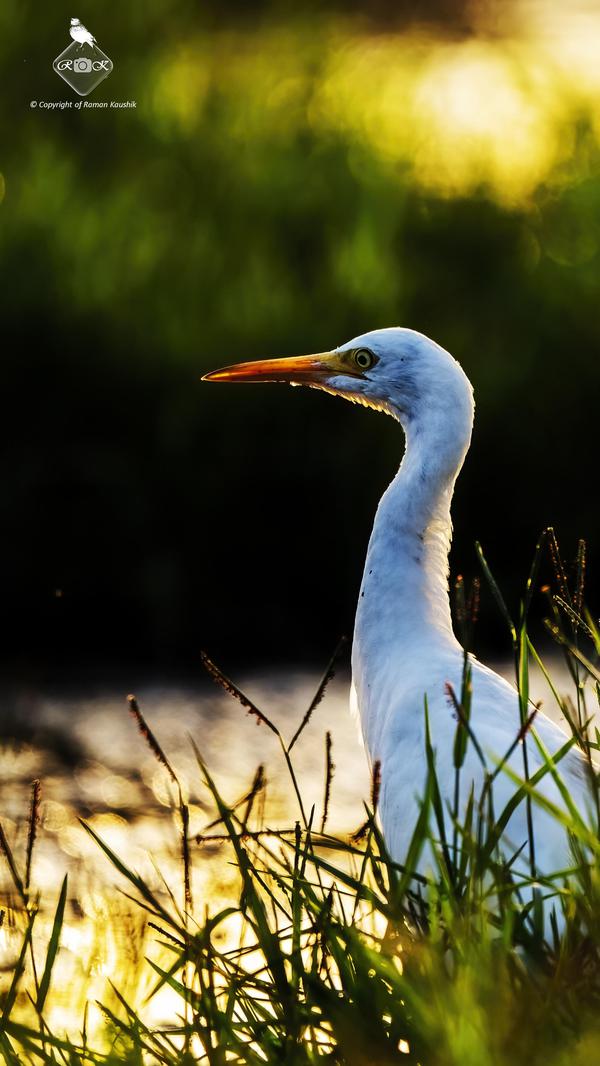 Image of Natural landscape, Water, Plant, Bird, Beak, Neck etc.