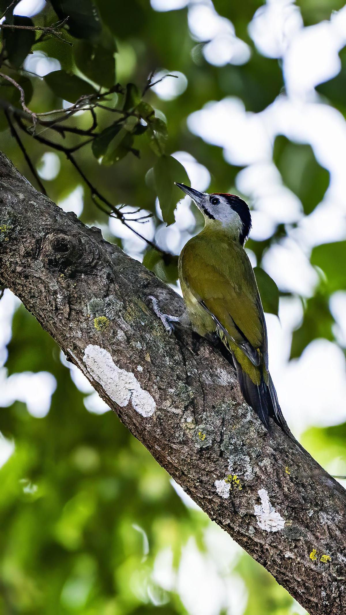 Image of Branch, Plant, Bird, Beak, Feather, Twig etc.