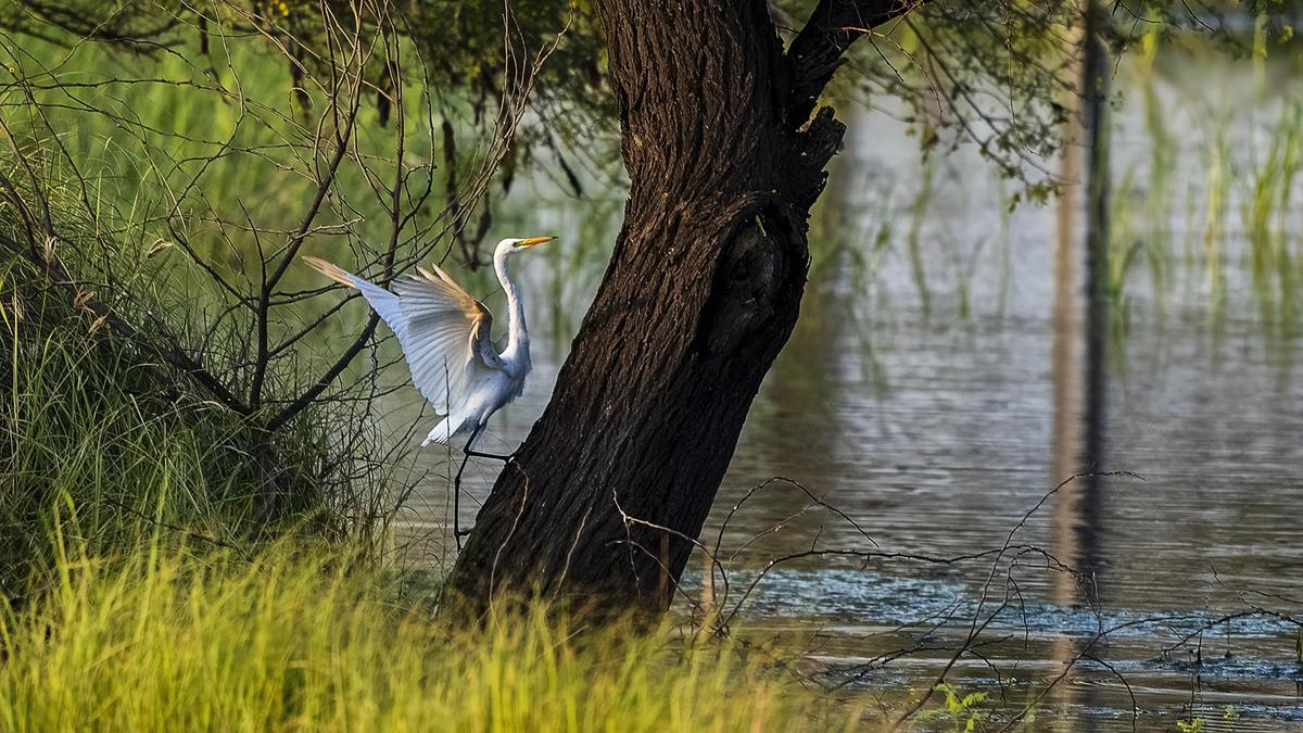 Image of Tree, Branch, Natural landscape, Water, Plant, Bird etc.