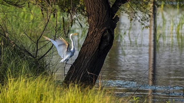 Image of Tree, Branch, Natural landscape, Water, Plant, Bird etc.