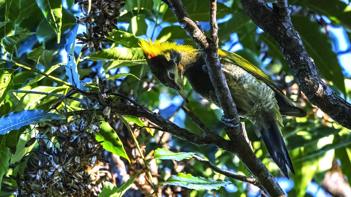 Image of Reptile, Bird, Beak, Twig etc.