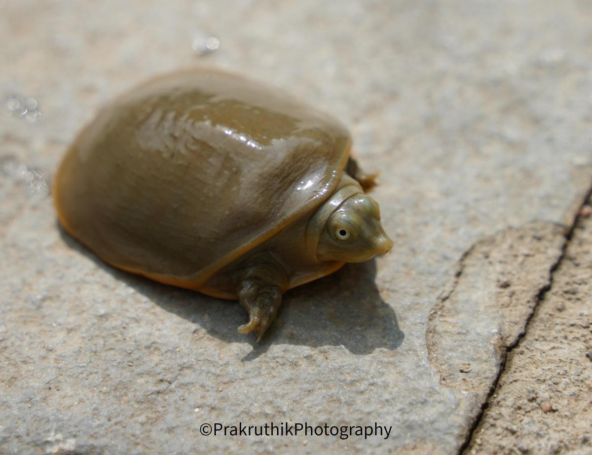 Image of Reptile, Terrestrial animal, Wood, Insect, Snail etc.
