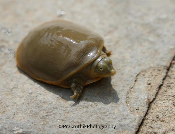 Image of Reptile, Terrestrial animal, Wood, Insect, Snail etc.