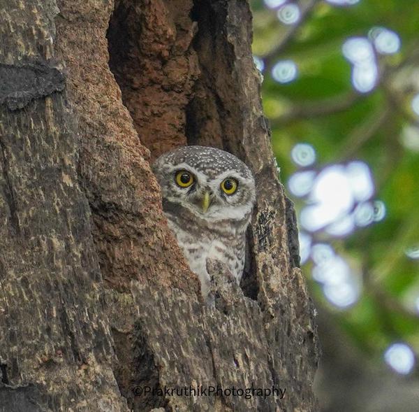 Image of Nature, Bird, Beak, Owl, Wood, Brown etc.