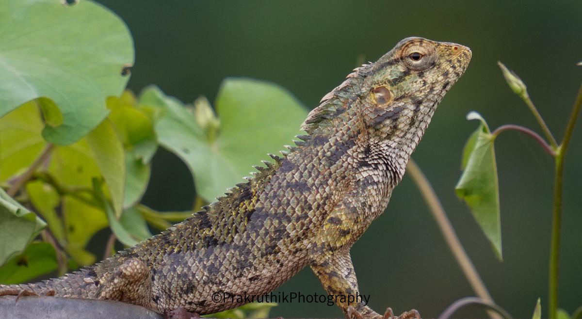 Image of Reptile, Terrestrial animal, Iguania, Lizard, Scaled reptile, Wall lizard etc.