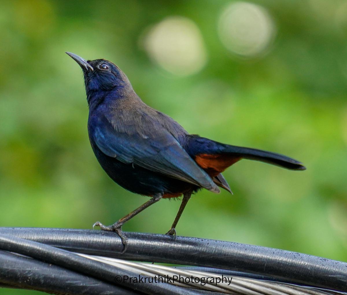 Image of Bird, Beak, Feather etc.