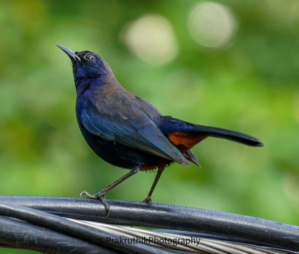 Image of Bird, Beak, Feather etc.