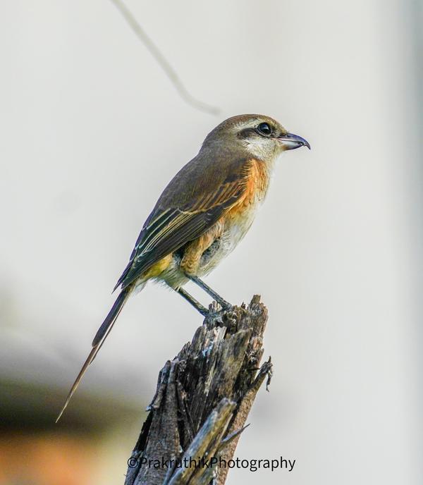Image of Bird, Beak, Twig etc.