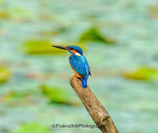 Image of Bird, Beak etc.