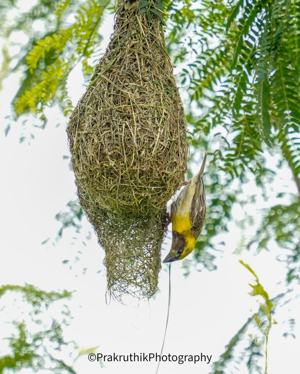 Image of Plant, Bird, Beak, Twig, Pollinator, Bird nest etc.