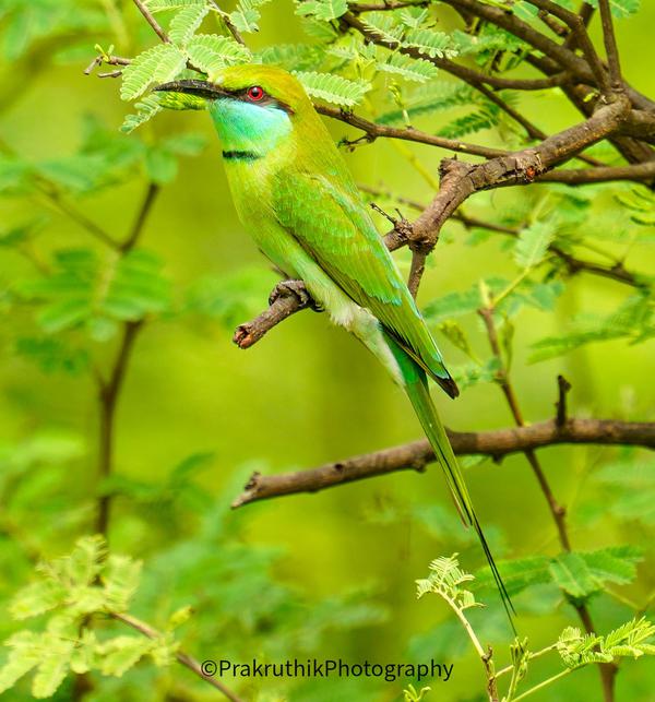 Image of Branch, Plant, Bird, Beak, Twig etc.