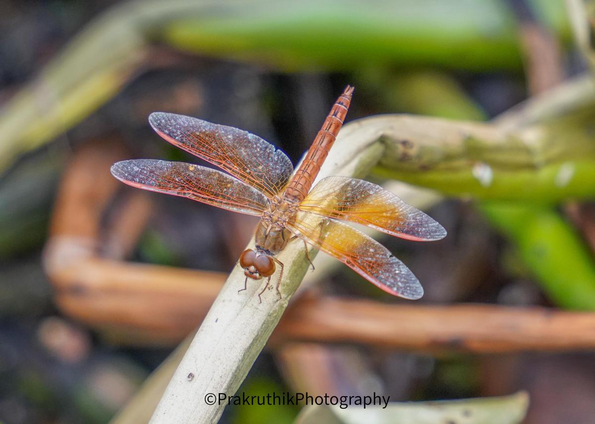 Image of Plant, Insect, Dragonfly, Dragonflies and damseflies, Twig, Arthropod etc.