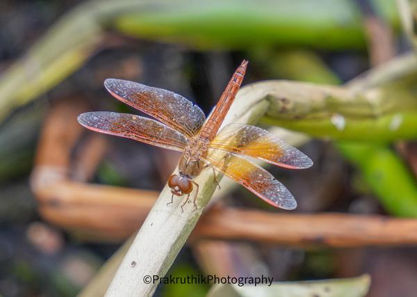 Image of Plant, Insect, Dragonfly, Dragonflies and damseflies, Twig, Arthropod etc.