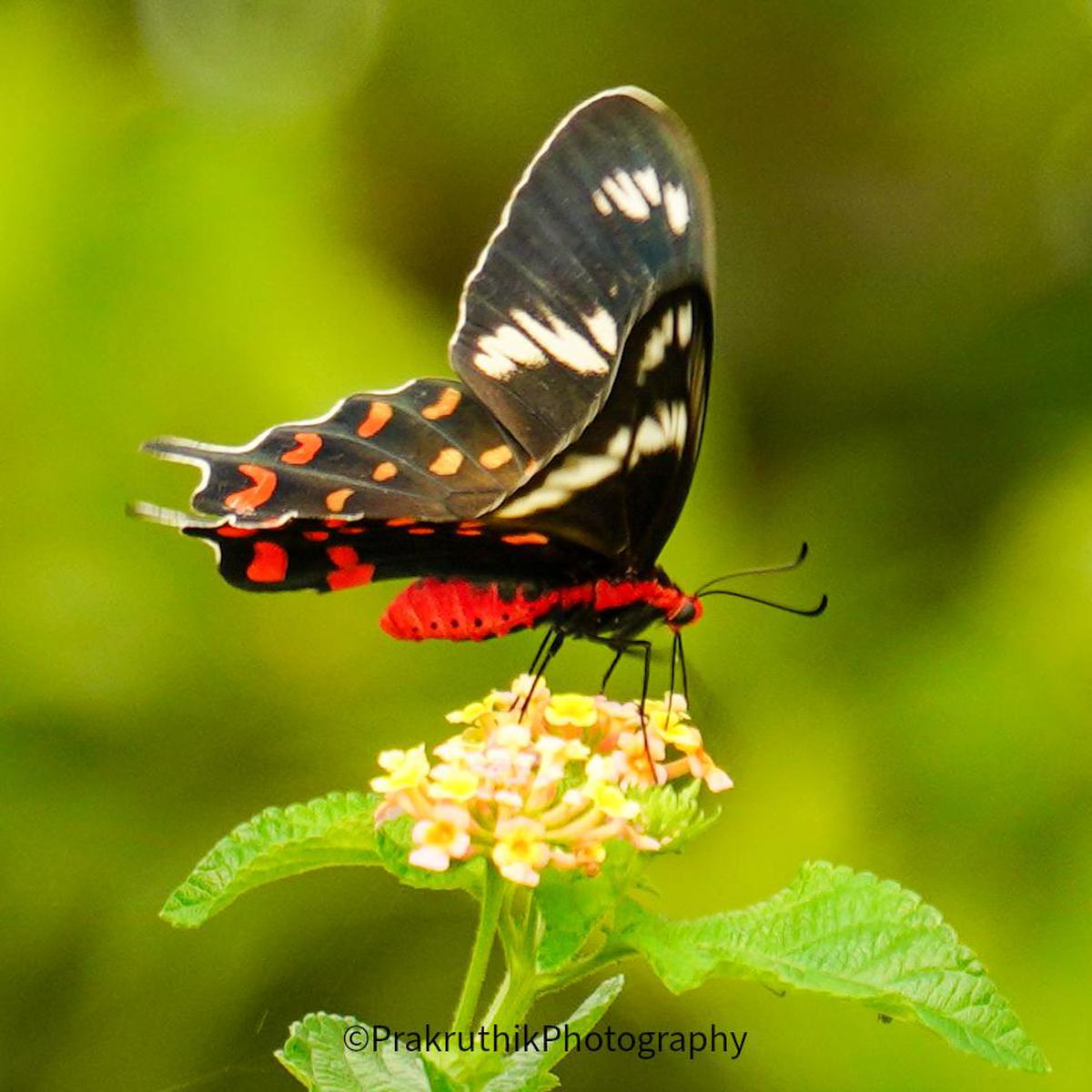 Image of Organism, Plant, Flower, Insect, Arthropod, Petal etc.