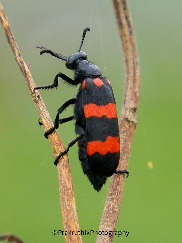 Image of Organism, Insect, Arthropod, Beetle etc.