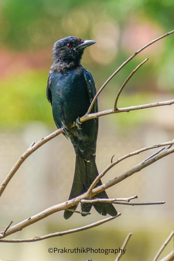 Image of Bird, Beak, Eye, Feather, Twig etc.