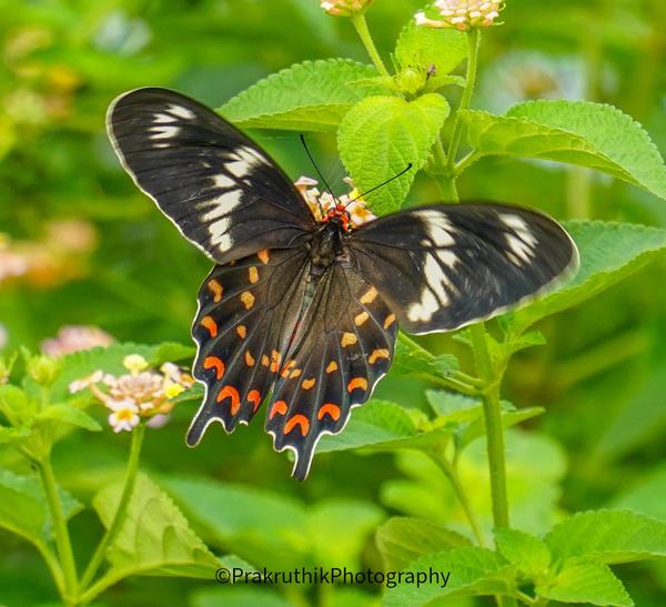 Image of Organism, Plant, Flower, Botany, Leaf, Insect etc.