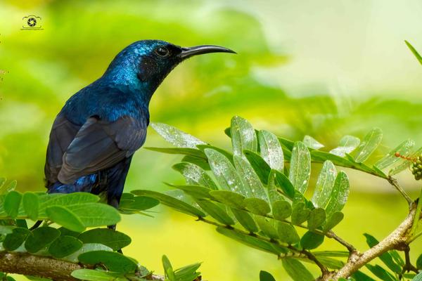 Image of Branch, Green, Adaptation, Organism, Bird, Beak etc.