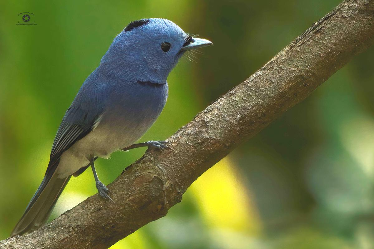 Image of Green, Adaptation, Bird, Beak, Beauty, Blue etc.
