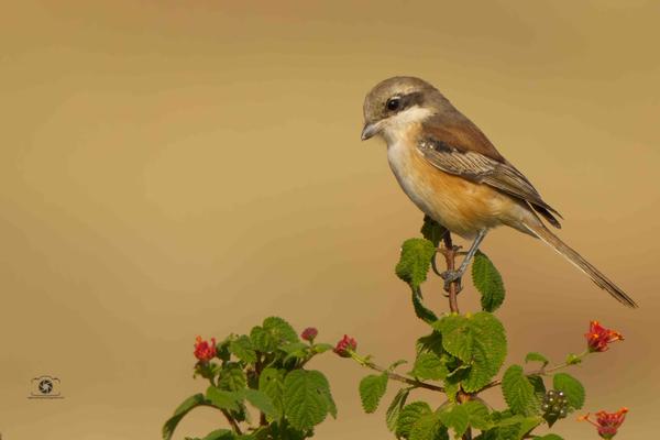 Image of Morning, Adaptation, Organism, Vertebrate, Terrestrial animal, Bird etc.