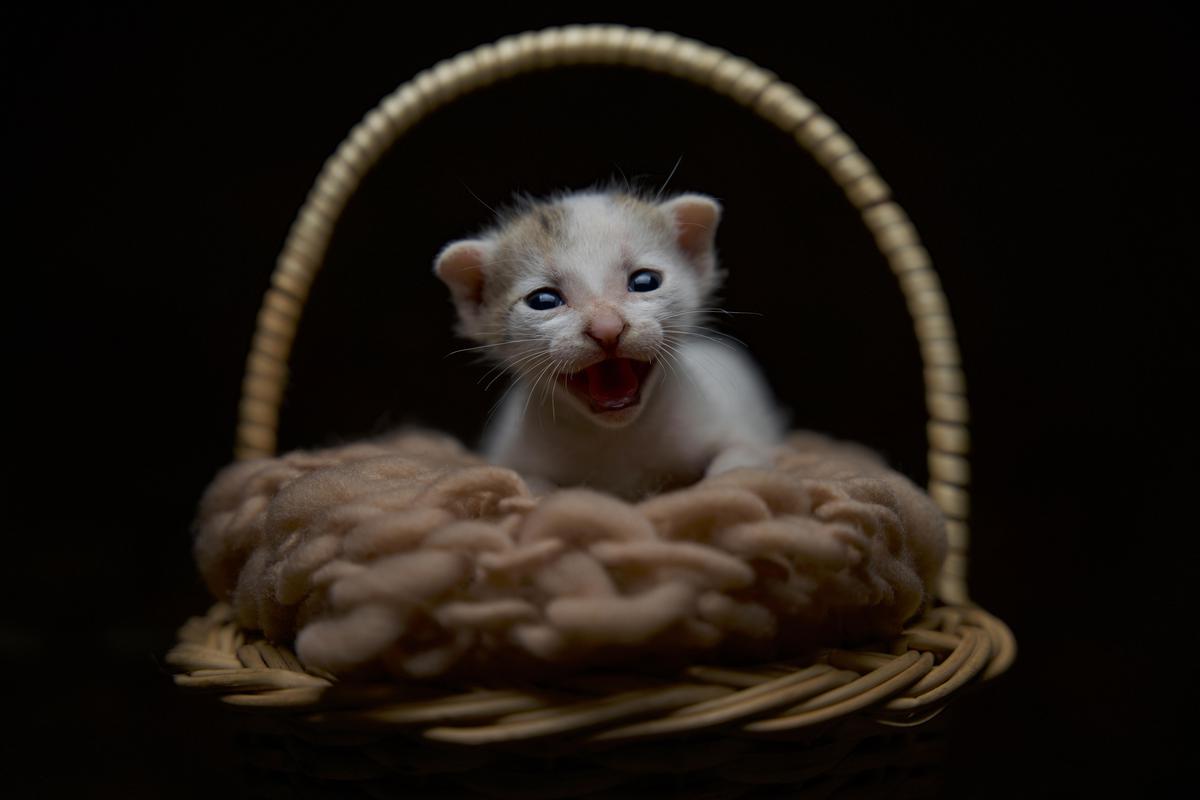 Image of Vertebrate, Mammal, Felidae, Cat, Whiskers, Ferret etc.