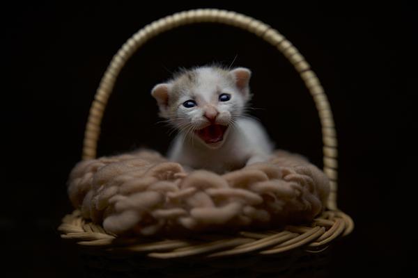 Image of Vertebrate, Mammal, Felidae, Cat, Whiskers, Ferret etc.