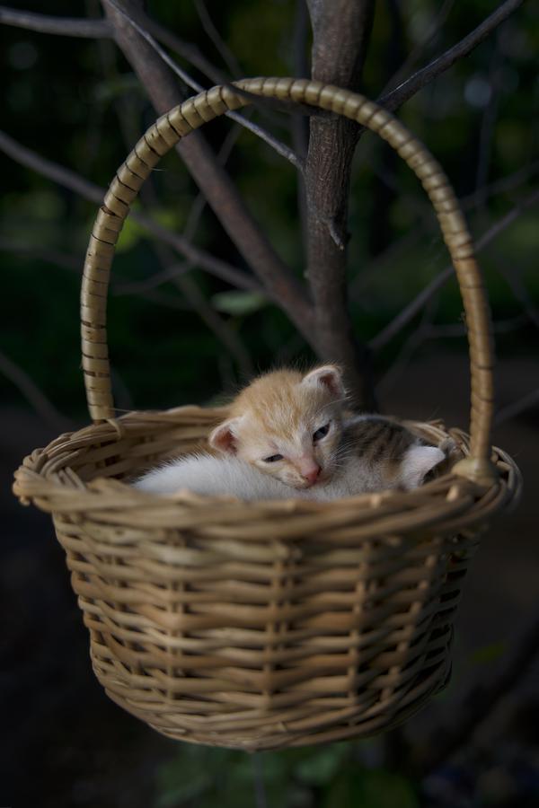 Image of Felidae, Cat, Small to medium-sized cats, Wicker, Basket, Whiskers etc.