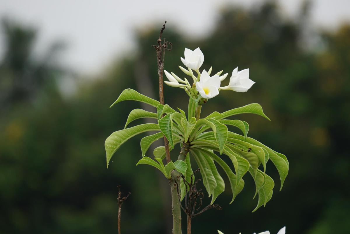 Image of Plant, Flower, Leaf, Terrestrial plant, Flowering plant etc.