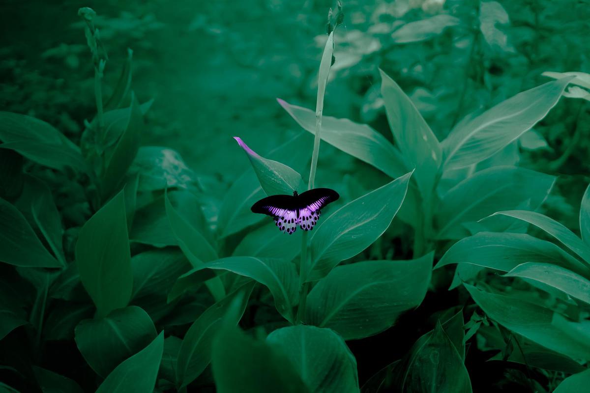 Image of etc.