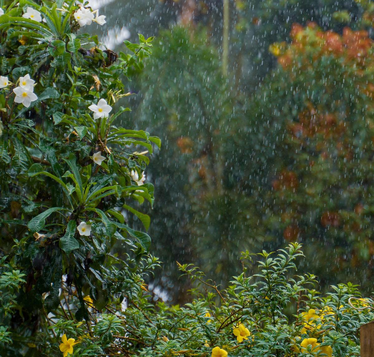 Image of Tree, Vegetation, Plant, Flower, Biome etc.