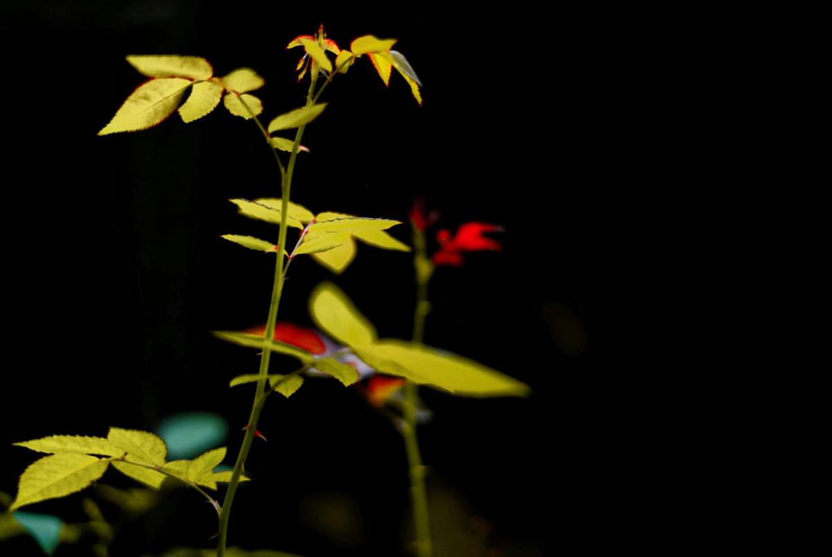 Image of Yellow, Plant, Flower, Botany, Leaf, Flowering plant etc.