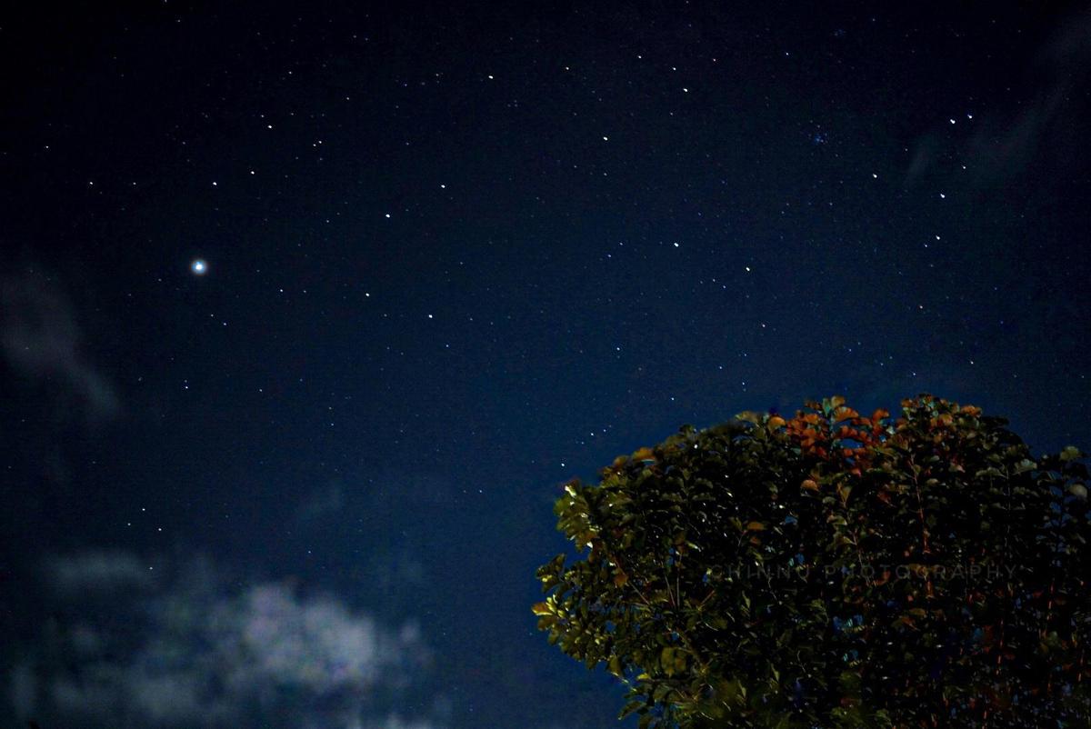 Image of Atmospheric phenomenon, Sky, Tree, Night, Star, Atmosphere etc.